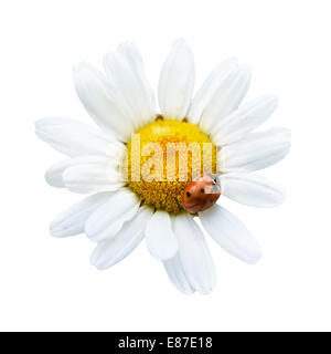 White Daisy mit Marienkäfer isoliert auf weißem Hintergrund Stockfoto