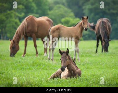 Quarter Horse Fohlen mit Stuten Stockfoto