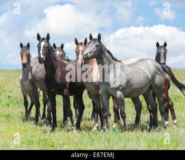 Quarter Horse Jährling Herde Stockfoto