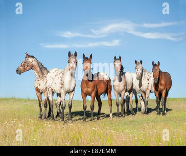 Tiger Horse Herde. Tiger-Pferde sind gaited, Tourenpferde mit einer Fellfarbe ähnlich wie die Appaloosa gesichtet. Stockfoto