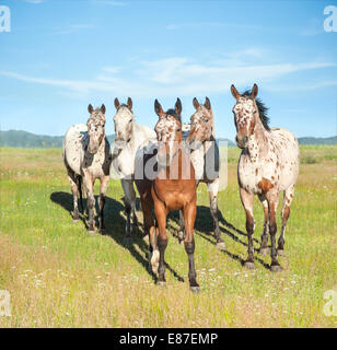 Tiger Horse Herde. Tiger-Pferde sind gaited, Tourenpferde mit einer Fellfarbe ähnlich wie die Appaloosa gesichtet. Stockfoto