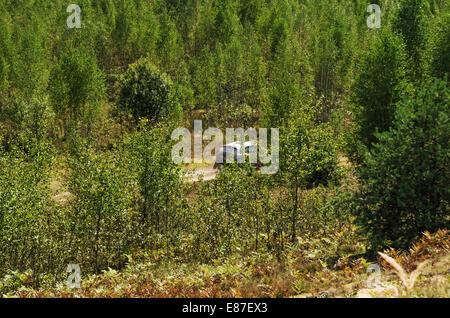 Rennen auf einer Rallye-Raid - junger Wald. Stockfoto