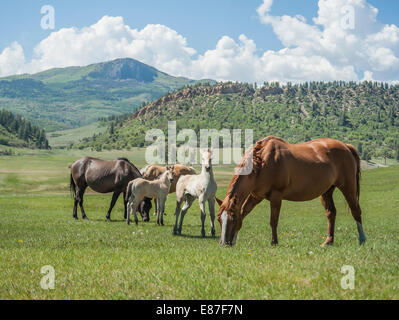 Quarter Horse Herde im südwestlichen Colorado Stockfoto