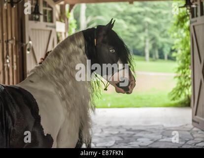 Gypsy Vanner Pferd Hengst im Stall isleway Stockfoto