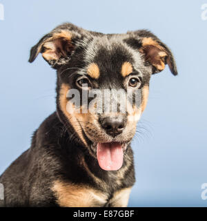 Nette junge Schwarz und tan Welpen wirft in einem Studio mit einem blauen Hintergrund. Stockfoto