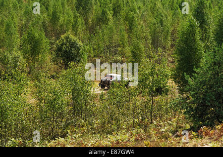 Rennen auf einer Rallye-Raid auf junger Wald. Stockfoto