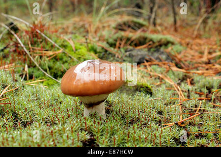 Einige netter Pilz im grünen Moos Stockfoto