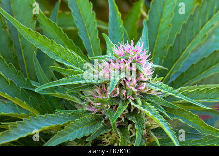 Der Cannabis sativa kunk' Sorte Blüte. Stockfoto