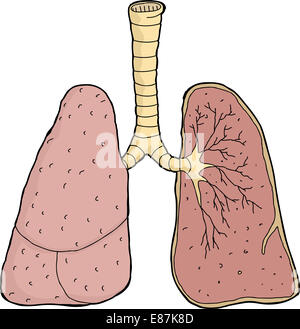 Isolierte paar der menschlichen Lunge Querschnitt über weiß Stockfoto