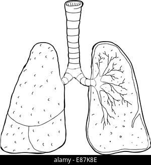 Querschnitt der menschlichen Lunge und Luftröhre zeichnen Stockfoto