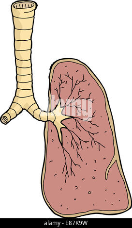 Einer Hand gezeichneten menschlichen Lunge und Luftröhre Stockfoto