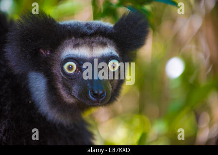 Indri, die größten Lemuren von Madagaskar Stockfoto