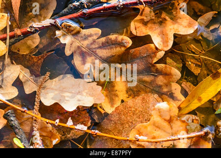 Trockene Eiche Blätter in einer Pfütze im Herbst Stockfoto