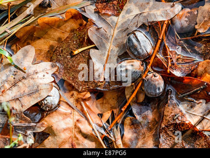 Trockene Eichel und Eiche Blätter in einer Pfütze im Herbst Stockfoto
