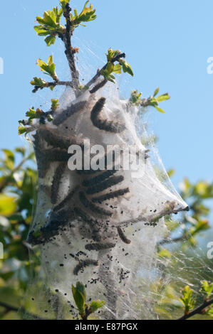 Ein Nest oder Web Brown angebundene Motte Raupen an Dover, Kent Stockfoto