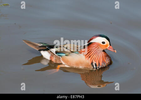 Mandarin Ente Drake schwimmen auf dem Teich komplett mit Reflexion Stockfoto