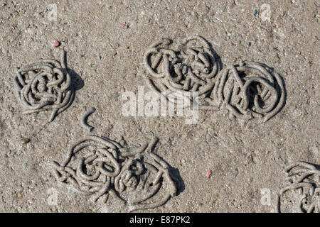 Europäische Wattwurm (Interpretation Marina) Besetzung von Defaecated Sediment am Strand bei Ebbe, Küste der Gann Pembrokshire Wales UK Stockfoto