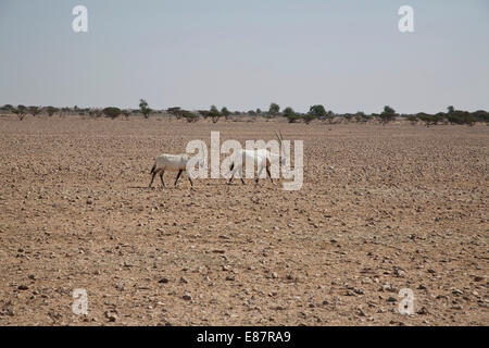 Arabische Oryx (Oryx Leucoryx), Oman Stockfoto