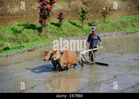 Reisbauer arbeiten mit Ochsen auf einem Reisfeld, Reis-Terrassen von Jatiluwih, Bali, Indonesien Stockfoto