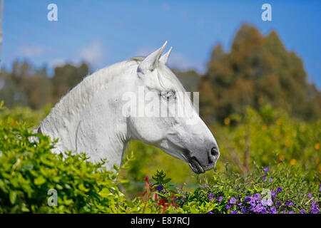 Andalusier, mit Blick auf eine Hecke mit Blumen, Cártama, Spanien Stockfoto