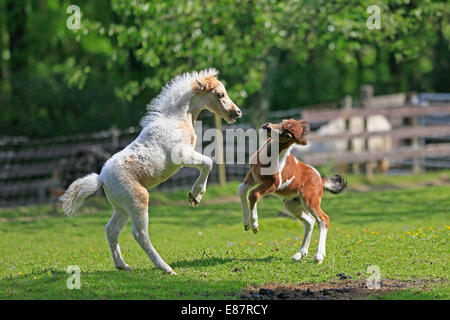 Spielen Fohlen, Amerikanische Miniaturpferde, Deutschland Stockfoto