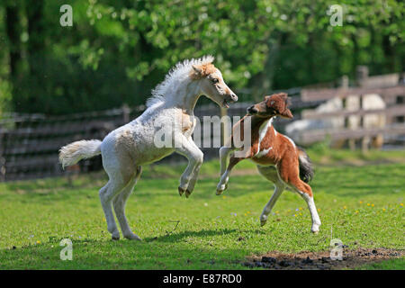 Spielen Fohlen, Amerikanische Miniaturpferde, Deutschland Stockfoto