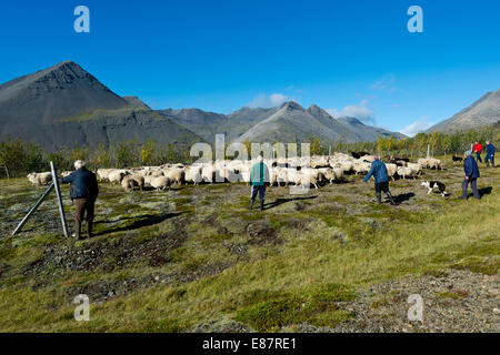 Schafherde wird aufgerundet, Schafe Transhumanz, in der Nähe von Höfn, Island Stockfoto