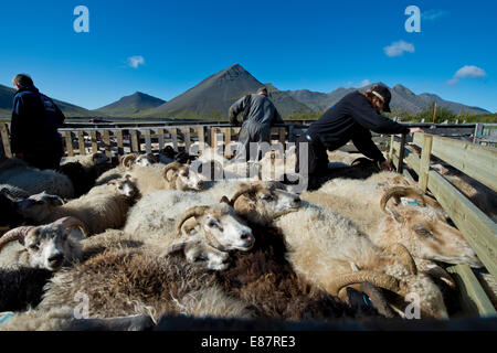 Schafe in einen Stift, Schafe Transhumanz, in der Nähe von Höfn, Island Stockfoto