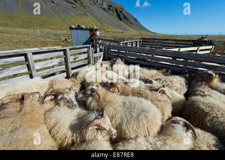 Schafe in einen Stift, Schafe Transhumanz, in der Nähe von Höfn, Island Stockfoto