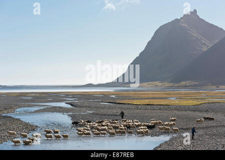 Schafe sind zu Fuß, durch einen Fluss, Schafe Transhumanz, in der Nähe von Höfn, Island Schafe zusammengetrieben Stockfoto