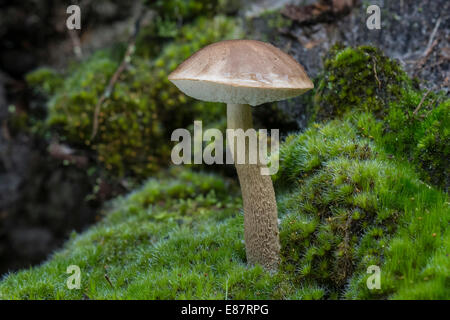 Braune Birch Bolete (Leccinum Scabrum), Henne, Region Süddänemark, Dänemark Stockfoto