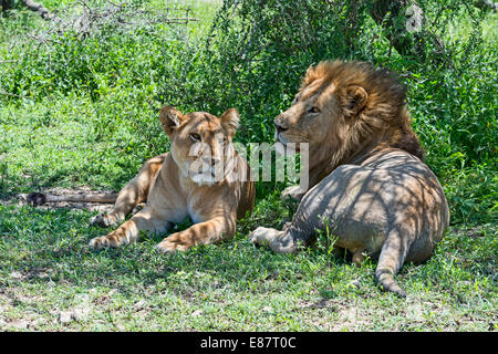 Löwen (Panthera Leo), männliche und weibliche ausruhen im Schatten, Ndutu, Tansania Stockfoto