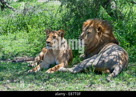 Löwen (Panthera Leo), männliche und weibliche ausruhen im Schatten, Ndutu, Tansania Stockfoto