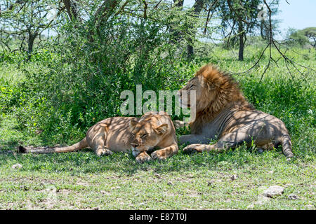 Löwen (Panthera Leo), männliche und weibliche ausruhen im Schatten, Ndutu, Tansania Stockfoto