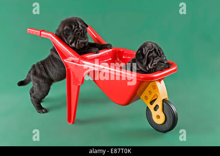 Shar-Pei oder chinesische Shar-Pei, Welpen, Rüden, Farbe 8 Wochen, rot Stockfoto