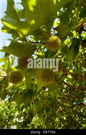 Amerikanische Platane oder amerikanische Platane (Platanus Occidentalis) mit Früchten, Deutschland Stockfoto