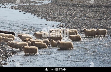 Herde von Schafen überquert einen Fluss, Schafe Transhumanz, in der Nähe von Höfn, Island Stockfoto