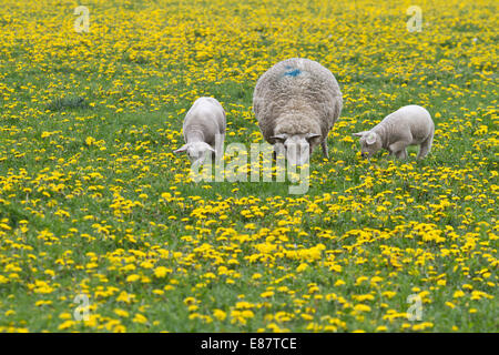 Schafe (Ovis Orientalis Aries) mit zwei Lämmer füttern in Löwenzahn Wiese, Texel, Niederlande Stockfoto