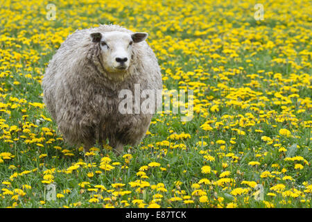 Schafe (Ovis Orientalis Aries) stehen in Löwenzahn Wiese, Texel, Niederlande Stockfoto