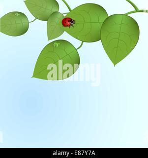 Vektor-Illustration von funky Marienkäfer sitzen auf der grünen Blätter Stock Vektor
