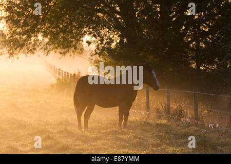 Southport, Lancashire, UK. 2. Oktober 2014. UK Wetter: Pferd im Morgennebel bei Sonnenaufgang. Die absinkende Temperaturen bewirken Gras frost Sonne Nebel Wolken und Nebel. Stockfoto