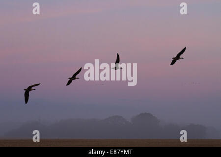 Schwarm Vögel am Himmel in der Morgendämmerung. Southport, Lancashire. 2. Oktober 2014. Die absinkende Temperaturen bewirken Gras Frost und Nebel als Rosa-Gänse fliegen in der Nähe von Martin bloße Wetland Centre, wo über 35.000 von ihnen roost auf der Website. Große Herden, Strang der Gänse haben in den letzten Tagen nachdem die 500 Kilometer lange Reise aus Island den nächsten Monat in Lancashire zu verbringen machte angekommen. Stockfoto