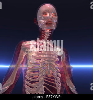 Digitale Illustration eines Skeletts Stockfoto
