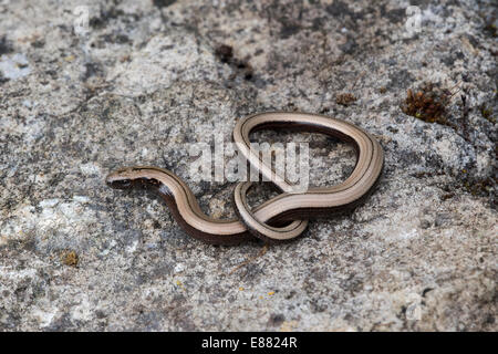 Langsam-Wurm (geschiedenen Fragilis) ruht auf Stein Llanymynech Quary Wales UK Europe August Stockfoto