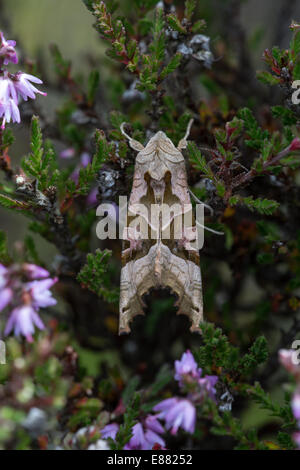 Winkel Schattierungen Motte (Phlogophora Meticulosa) ruht auf Heather tagsüber Bog Shropshire UK Europe Stockfoto