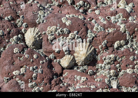 Gemeinsame Limpet und Seepocken Dale Fort Haverfordwest Pembrokeshire Wales UK Europe Stockfoto