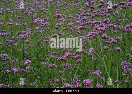 Purpletop Eisenkraut (Verbena Bonariensis) Blumen im Garten Cornwall England UK Europa August Stockfoto
