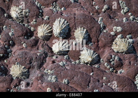 Gemeinsame Limpet (Patella Vulgata) und Seepocken auf rock Dale Ford Pembrokshire Wales UK Europe August Stockfoto