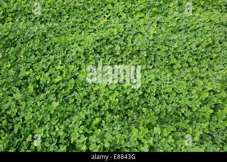 Bereich der grünen Klee. Stockfoto