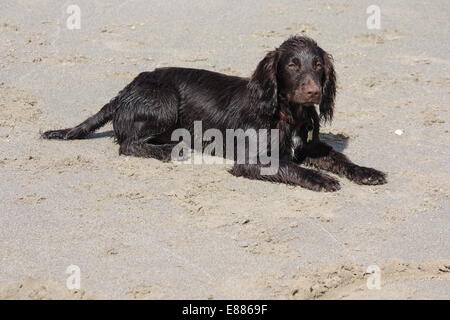 ein brauner arbeiten Typ Cocker Spaniel Welpe liegend an einem Sandstrand Stockfoto